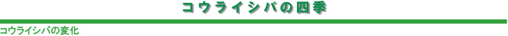 コウライシバの変化