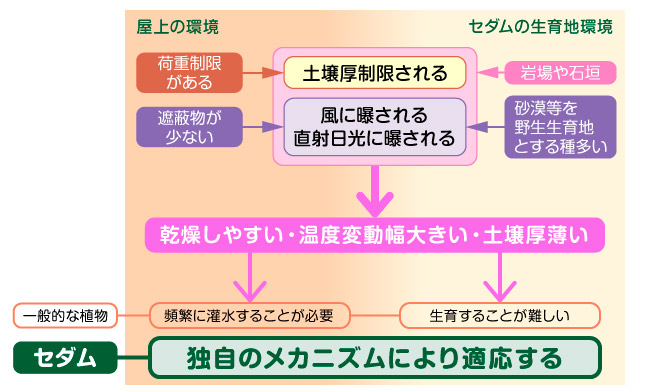 「屋上の環境」と「セダムの生育地環境」の類似性